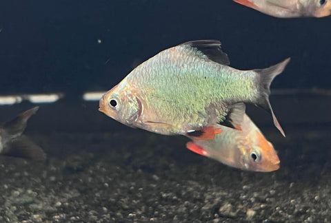 Platinum Green Tiger Barb (Puntius tetrazona)
