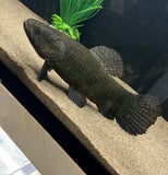 Black Wolf Fish (Hoplias curupira) - WYSIWYG