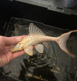 L-155 Albino Adonis Pleco (Acanthicus hystrix)