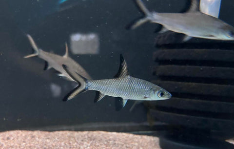 Bala Shark (Balantiocheilos melanopterus)