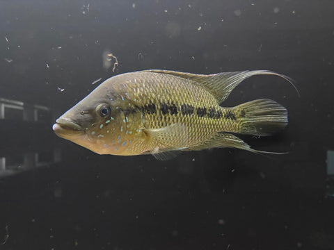 Blue Umbee Cichlid (Kronoheros umbriferus) - WYSIWYG