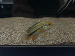 Nannacara Anomala Pair