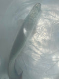 Platinum Arapaima (Arapaima gigas)