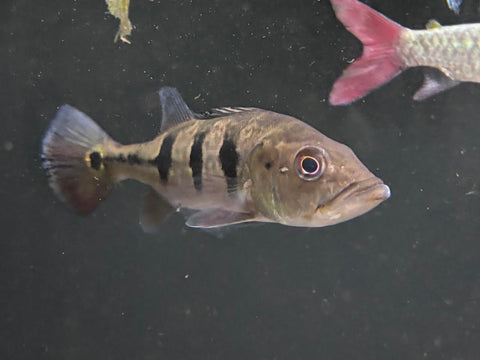 Kelberi Peacock Bass (Cichla kelberi) - Medium