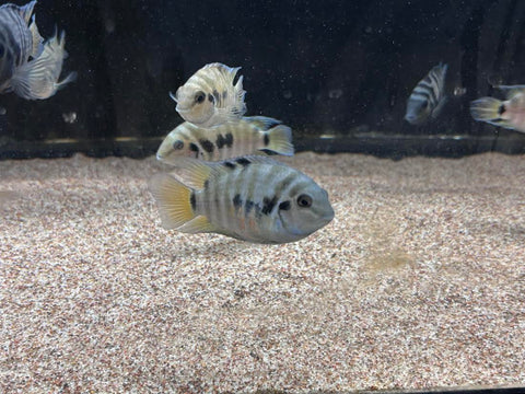 Convict Cichlid (Amatitlania nigrofasciata)