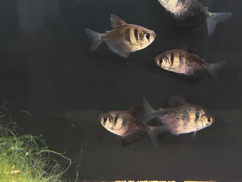 Black Skirt Tetra (Gymnocorymbus ternetzi)