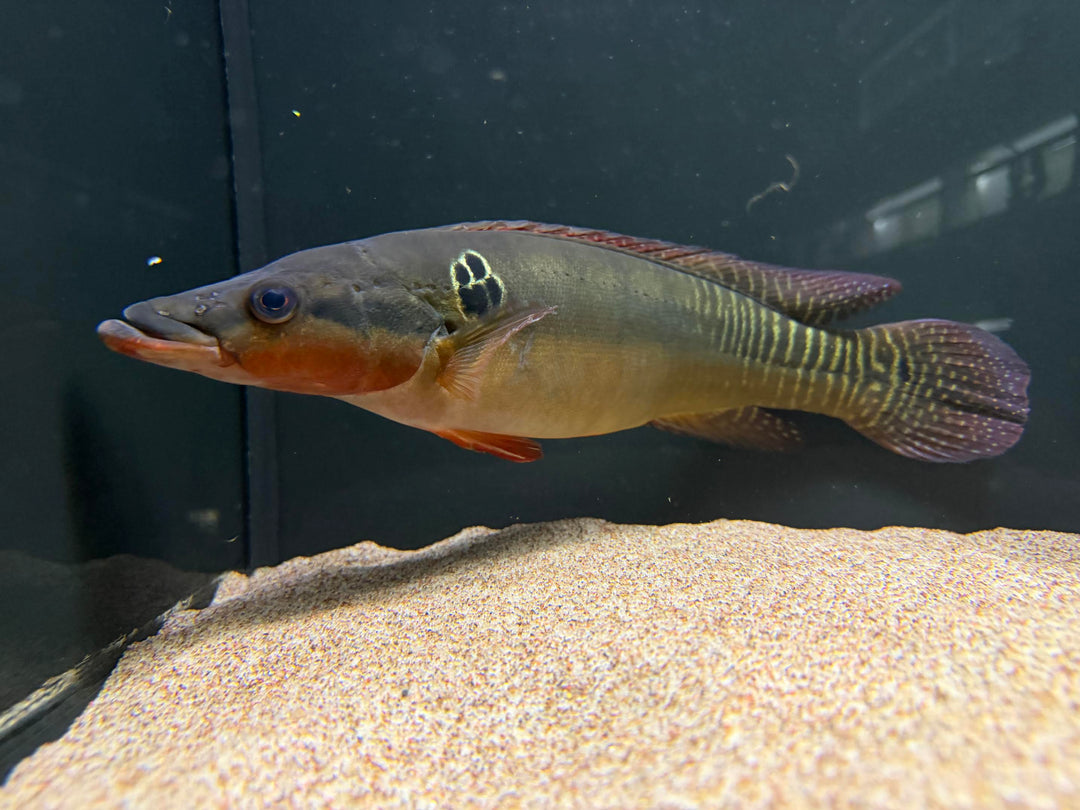 Super Compressicep (Altolamprologus compressiceps) – The