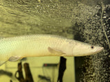 Platinum Arapaima (Arapaima gigas)
