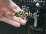 L-134 Leopard Frog Pleco (Peckoltia compta)