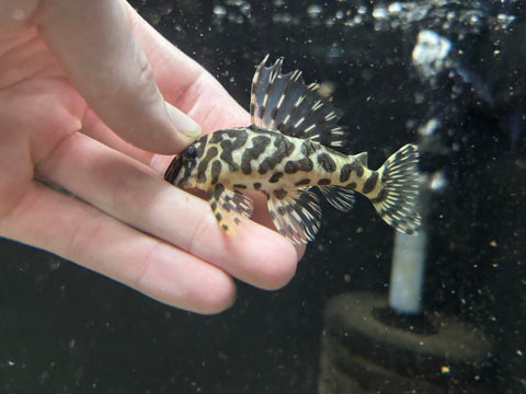 L-134 Leopard Frog Pleco (Peckoltia compta)