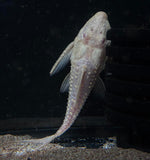 L-155 Albino Adonis Pleco (Acanthicus hystrix)