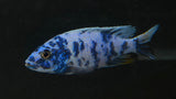 OB Ahli (Sciaenochromis fryeri)