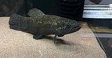 Black Wolf Fish (Hoplias curupira) - WYSIWYG