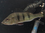 Kelberi Peacock Bass (Cichla kelberi) - Medium