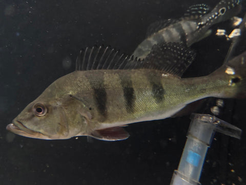 Kelberi Peacock Bass (Cichla kelberi) - Medium