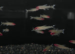 Red Head Rummynose Tetra (Hemigrammus bleheri)