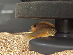 Nannacara Anomala Pair