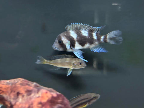 Black Widow Frontosa (Cyphotilapia frontosa)