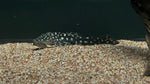 Pseudancistrus genisetiger