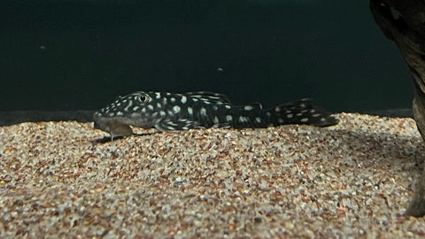 Pseudancistrus genisetiger