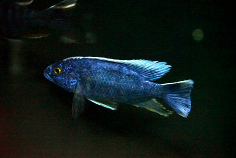 Blue Fryeri Cichlid (Sciaenochromis fryeri)