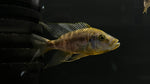 Yellow OB Malawi Eyebiter (Dimidiochromis compressiceps)