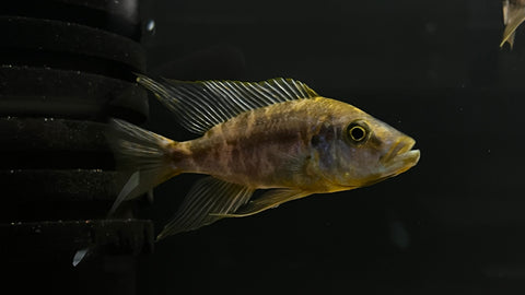 Yellow OB Malawi Eyebiter (Dimidiochromis compressiceps)