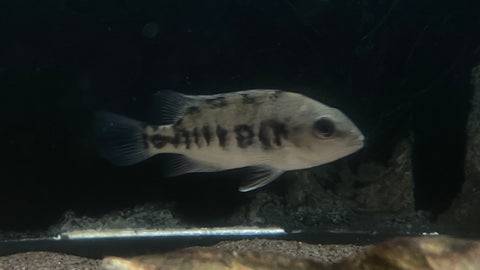 Tuba Cichlid (Tomocichla tuba)