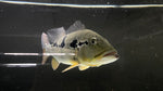 Assorted Peacock Bass (Cichla sp.) - xLARGE (CARGO ONLY)