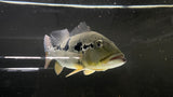 Assorted Peacock Bass (Cichla sp.) - xLARGE (CARGO ONLY)
