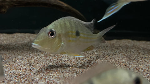 Geophagus Abalios (Geophagus cf. abalios)