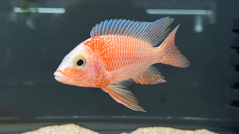 Red Strawberry Peacock (Aulonocara sp.)