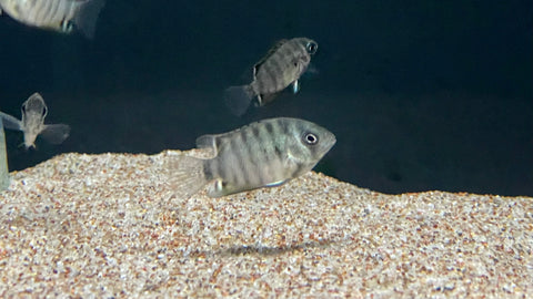 Tiger Severum (Heros severus 'curare') - Juvenile