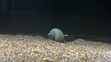 Mystery Snail (Pomacea bridgesii)