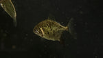 RARE Green Monster Pacu (Myloplus sp.)