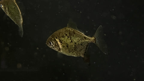 RARE Green Monster Pacu (Myloplus sp.)