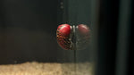 Red Racer Nerite Snail (Vittina waigiensis)