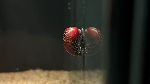 Red Racer Nerite Snail (Vittina waigiensis)
