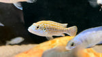 Exasperatus Cichlid (Labidochromis joanjohnsonae)