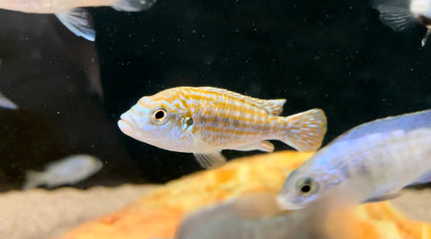 Exasperatus Cichlid (Labidochromis joanjohnsonae)