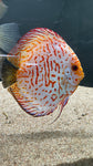 Assorted Discus (Symphysodon sp.) - SHOW SIZE