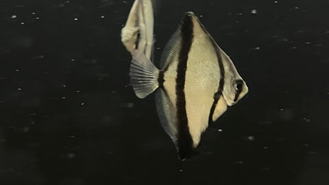 Monodactylus sebae - Small
