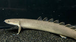 Nigerian Senegal Bichir (Polypterus senegalus)