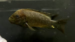 Petrochromis trewavasae
