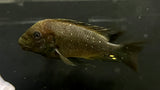 Petrochromis trewavasae