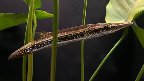 Peppermint Pikehead (Luciocephalus aura)