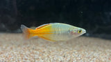 Boesemani Rainbowfish (Melanotaenia boesemani)