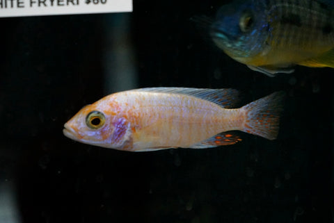 Snow White Fryeri ( Sciaenochromis fryeri)