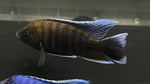 Aulonocara jacobfreibergi