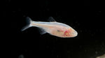 Blind Cave Tetra (Astyanax mexicanus)